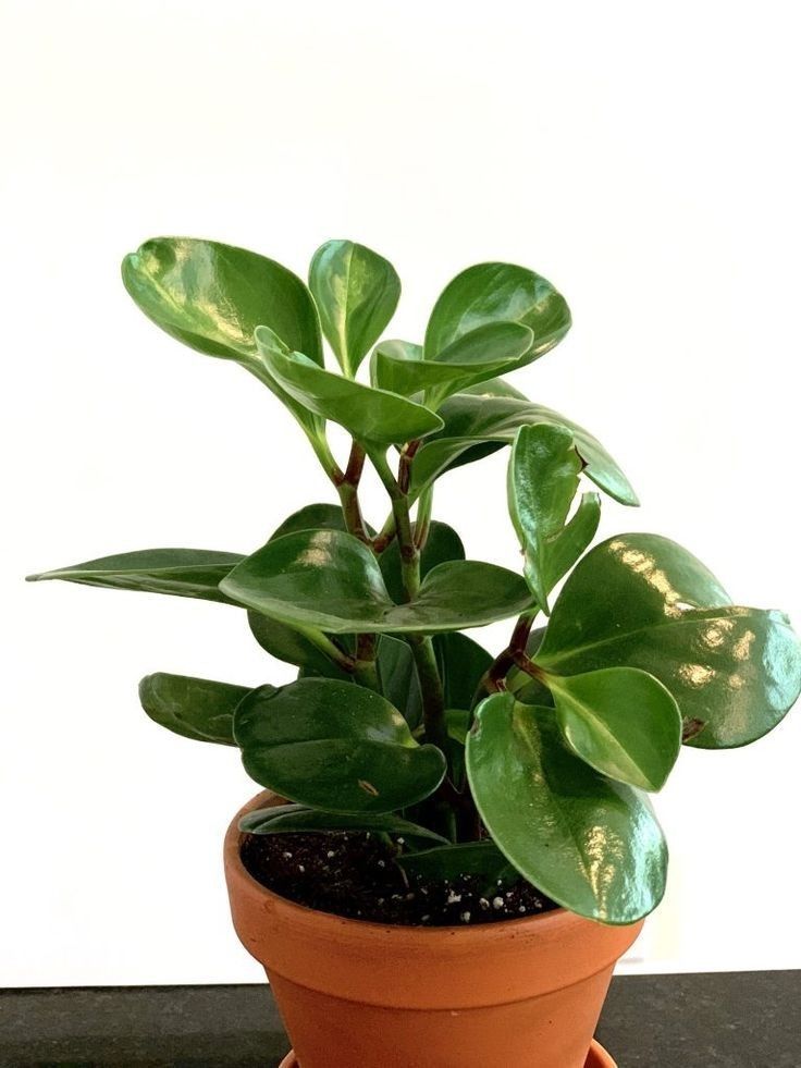 Peperomia Green