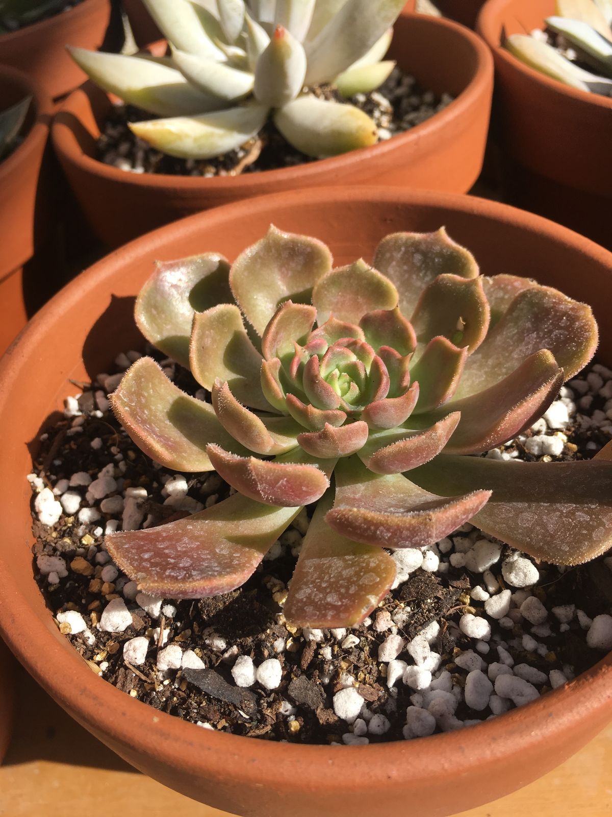 Hen and Chicks