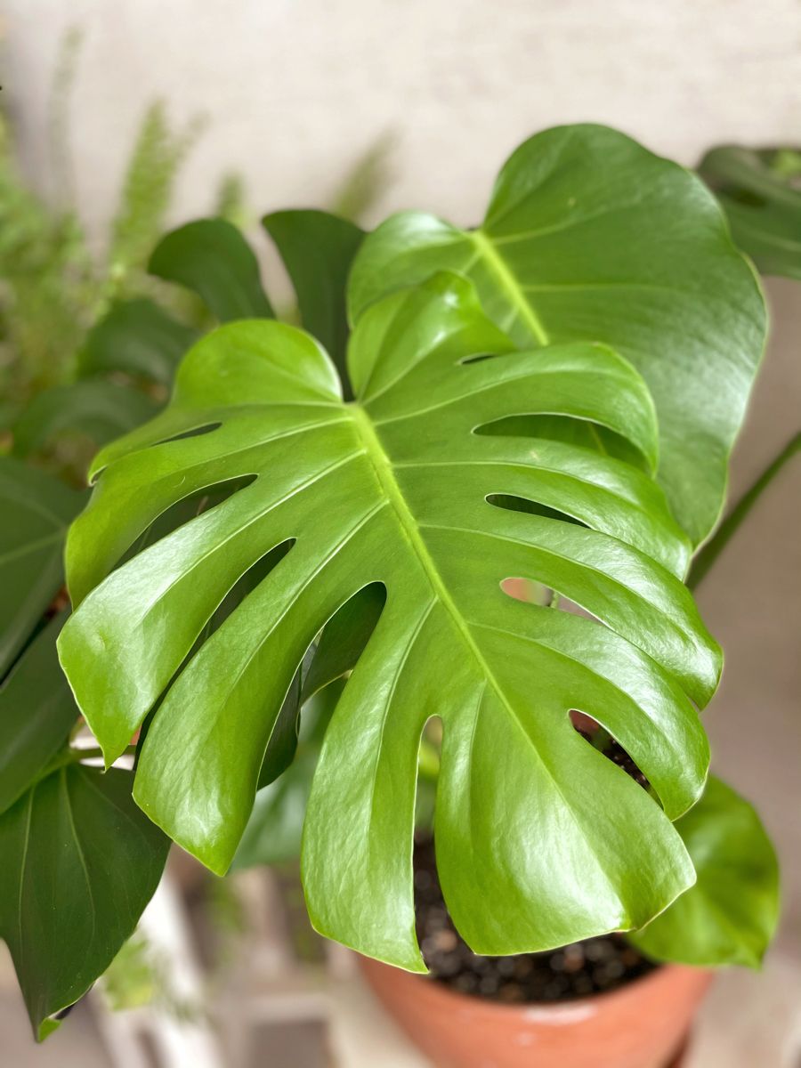 Monstera Deliciosa