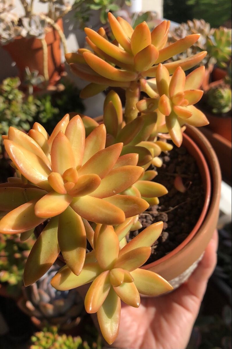 Coppertone Sedum