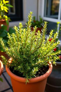Rosemary Herb