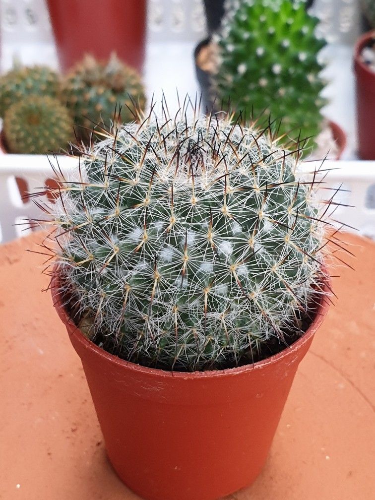 Mammillaria Cactus