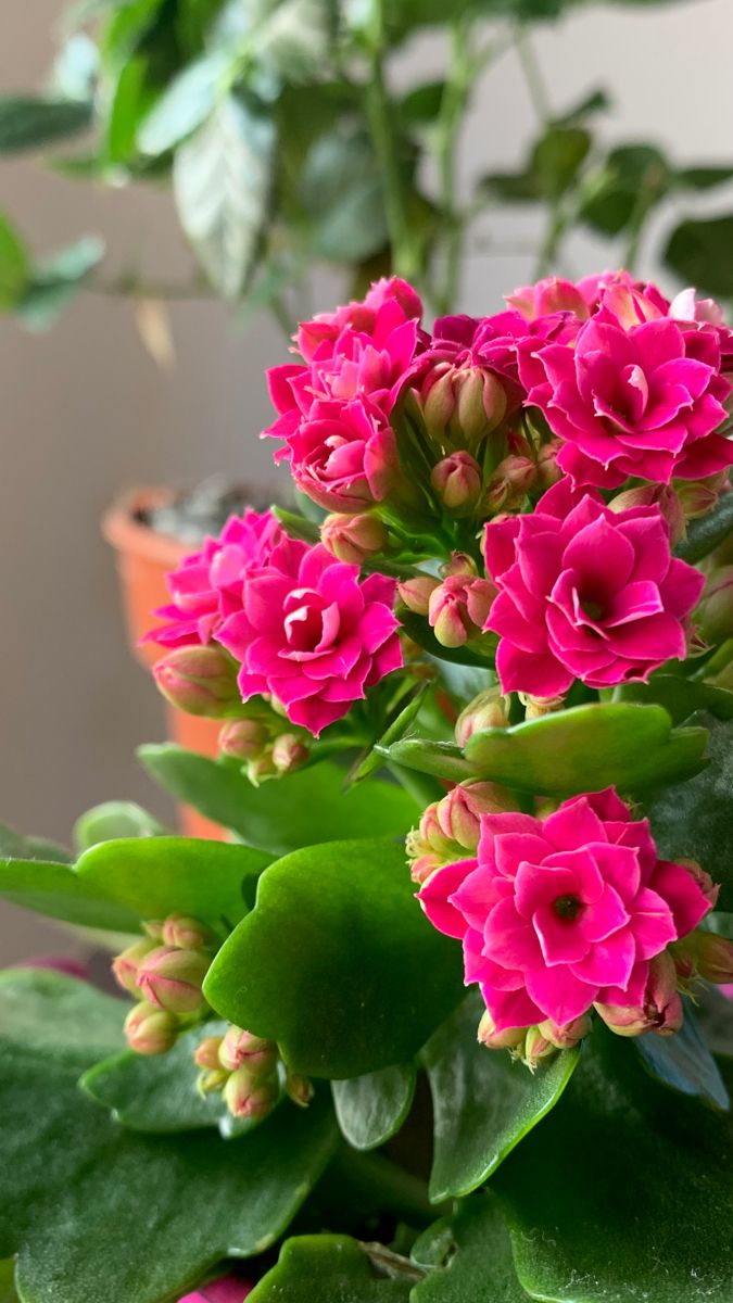 Florist Kalanchoe