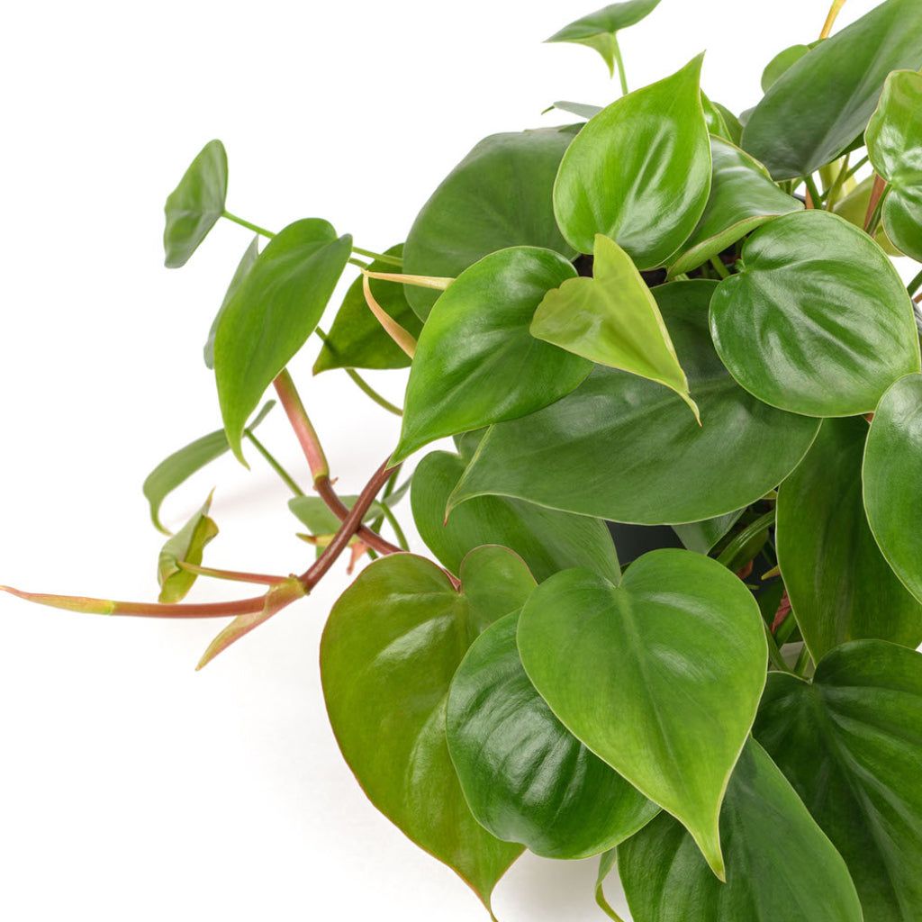 Heartleaf Philodendron