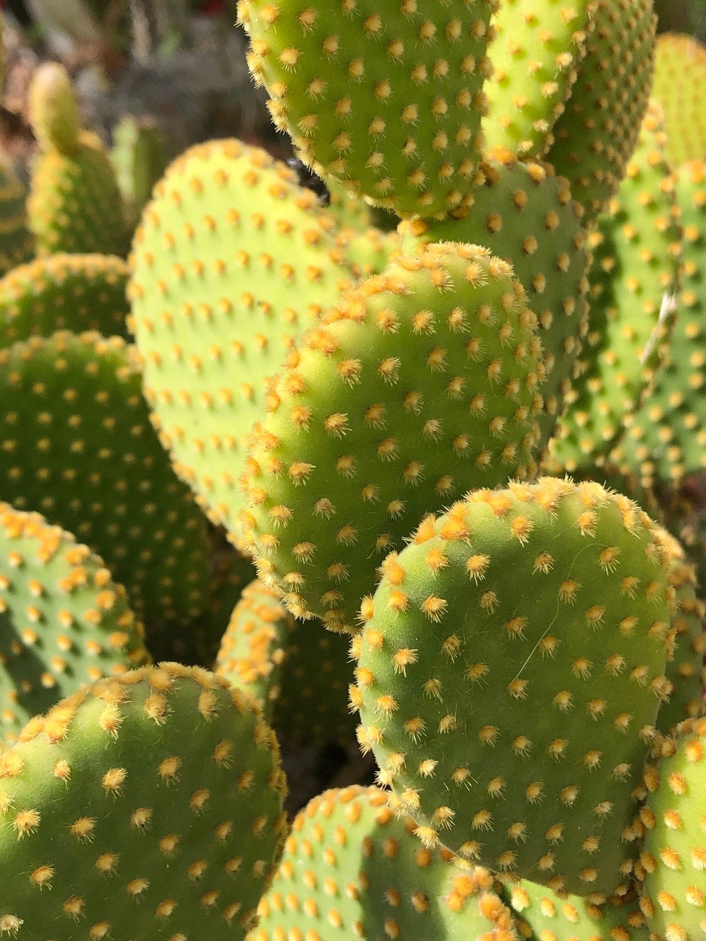Variegata