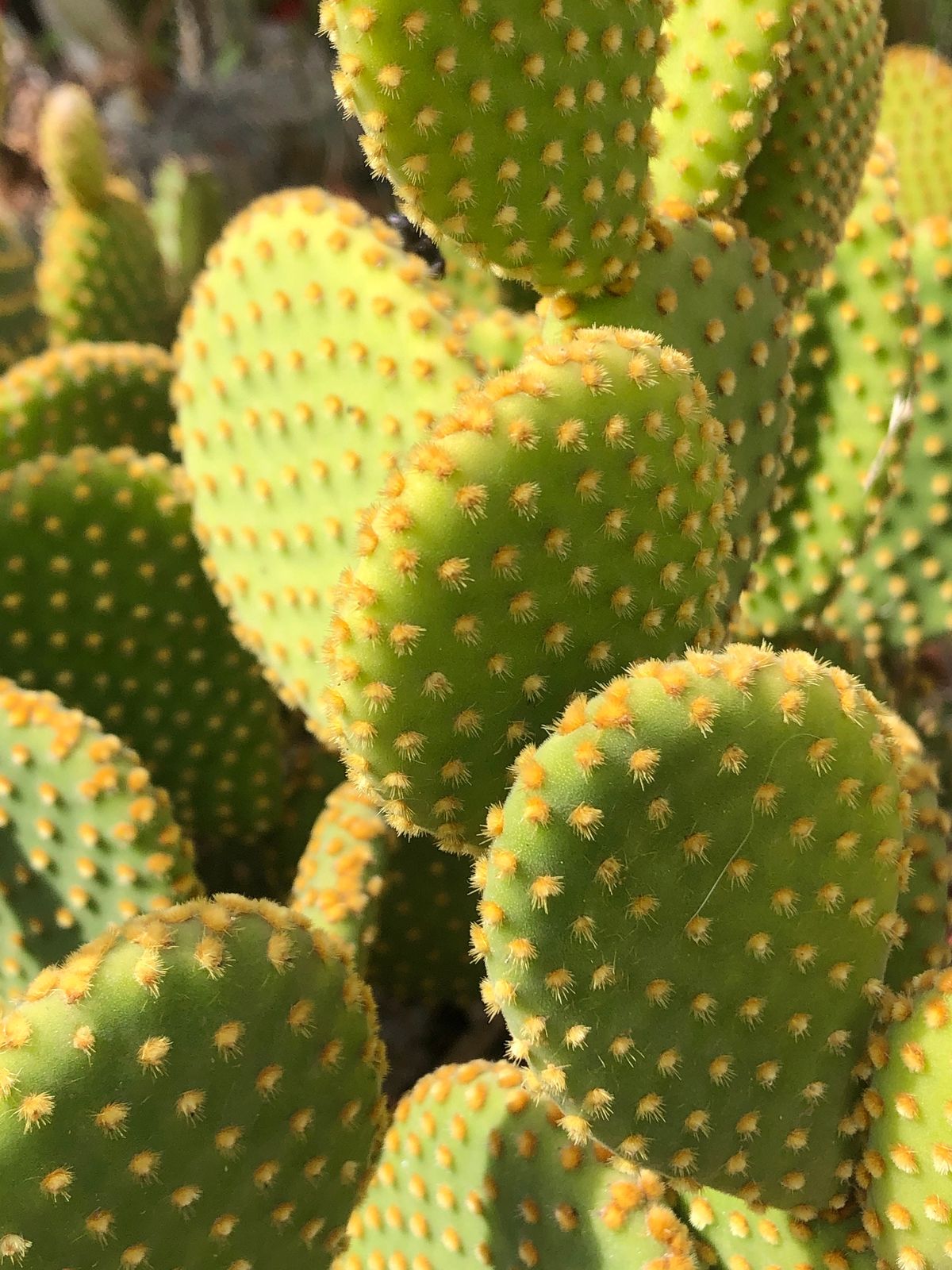 Variegata