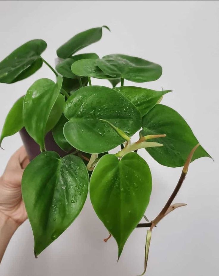 Heartleaf Philodendron
