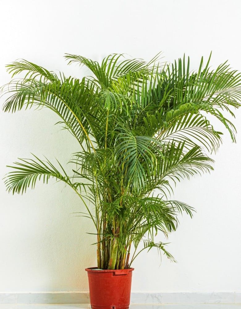 Dwarf Bamboo Palm