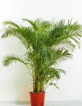 Dwarf Bamboo Palm