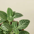 Mosaic Plant