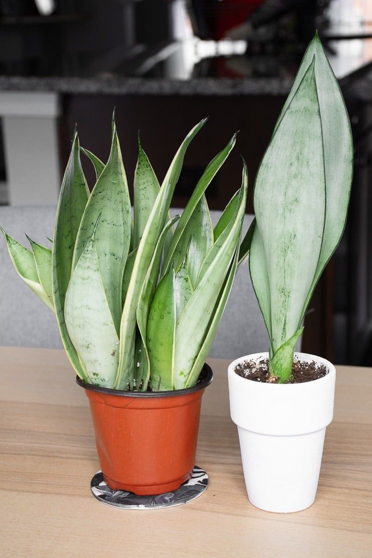 Moonshine Snake Plant