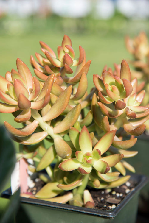 Coppertone Sedum