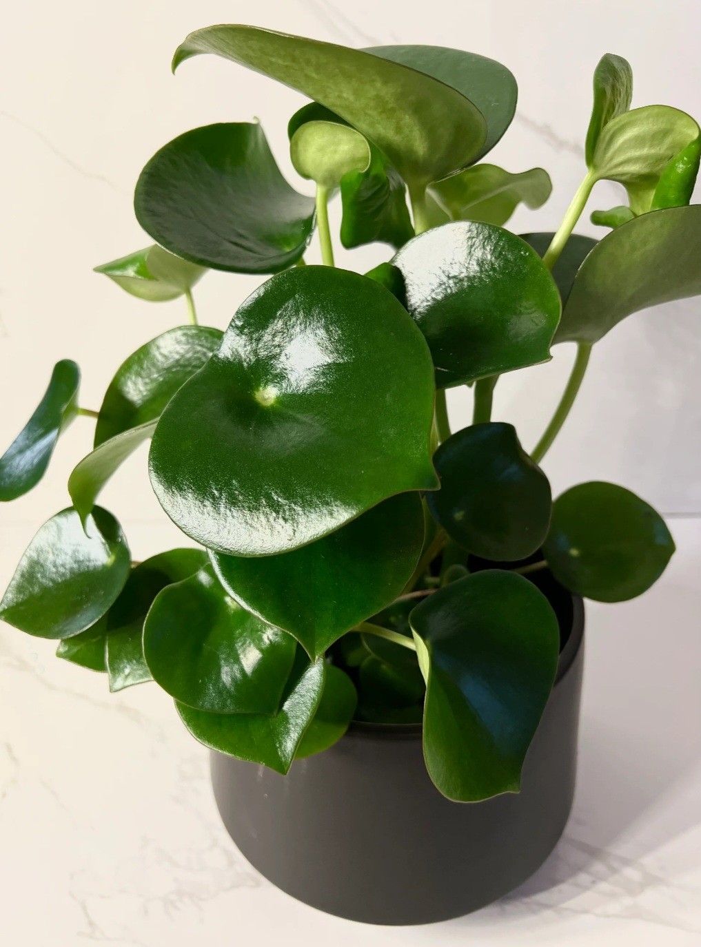 Peperomia Green