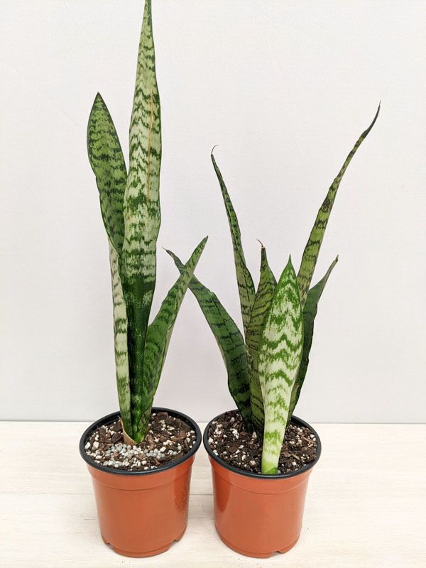 Dwarf Tiger Snake Plant