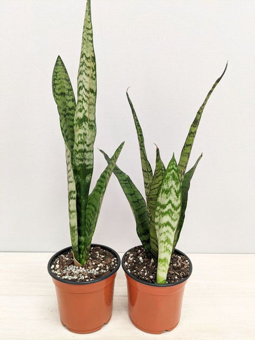 Dwarf Tiger Snake Plant