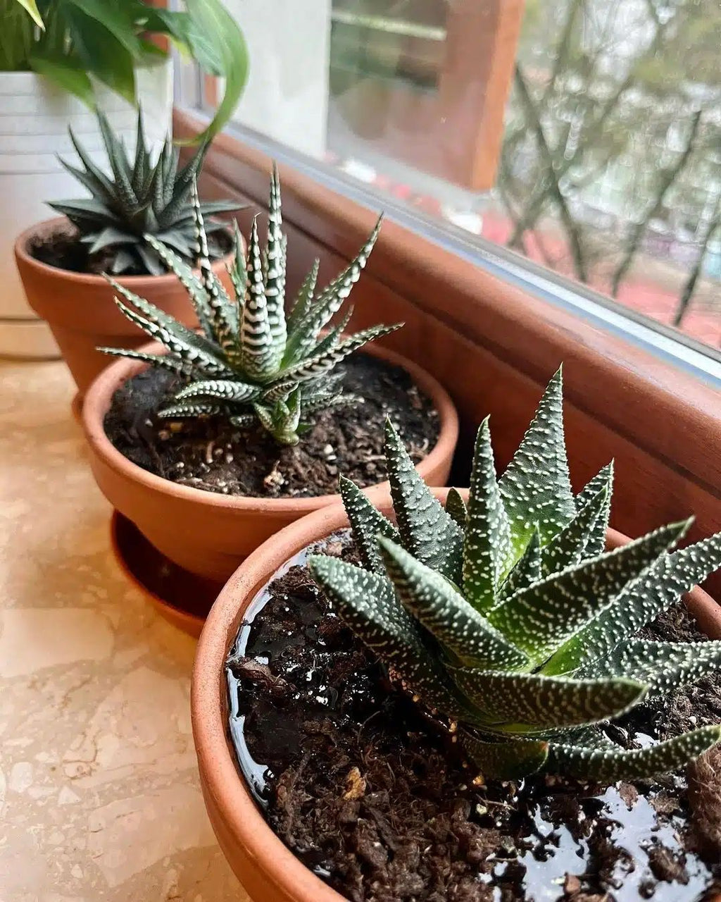 Royal Haworthia
