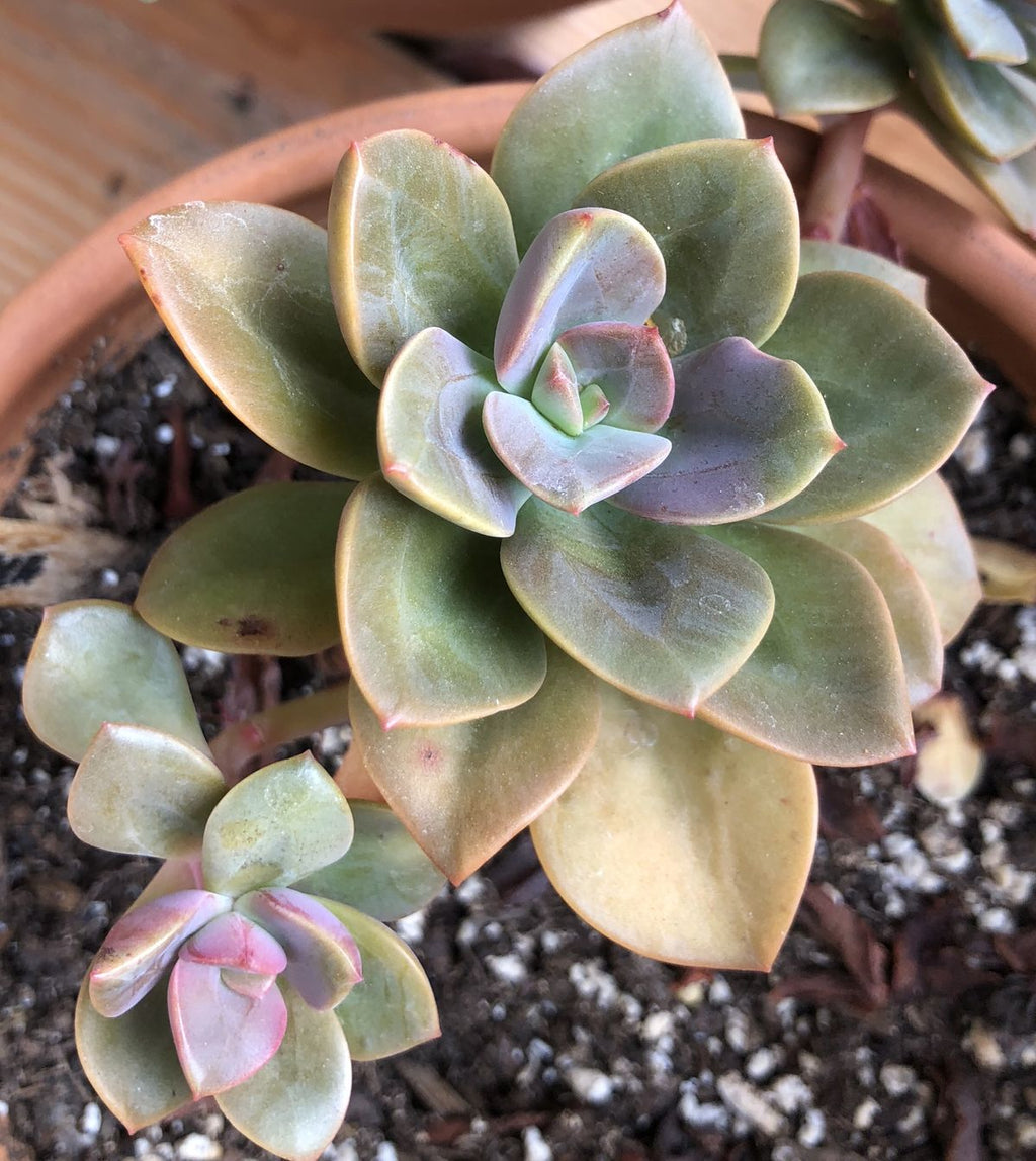 Mother of Pearl Plant