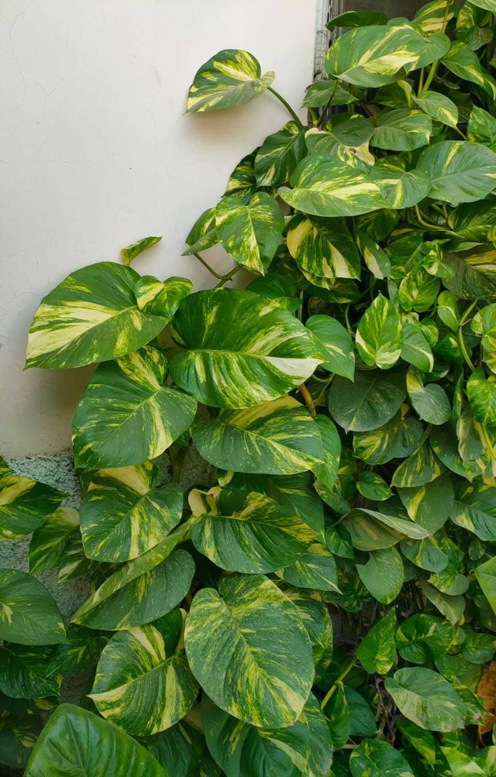 Golden Pothos