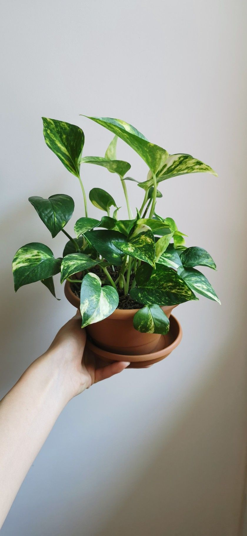 Golden Pothos