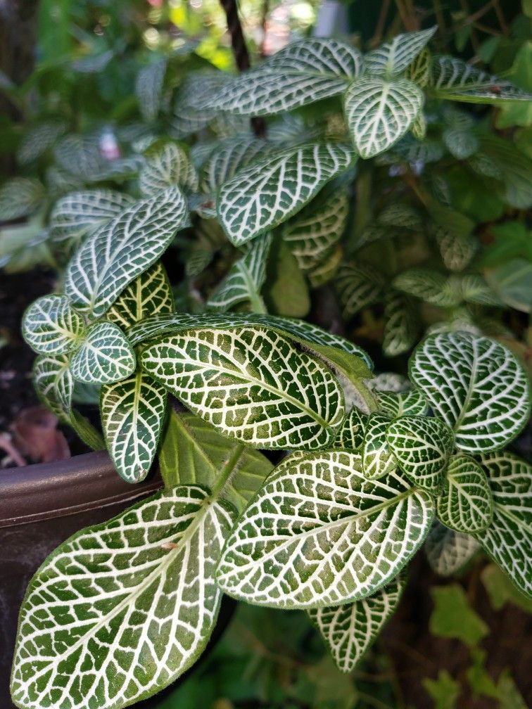 Mosaic Plant