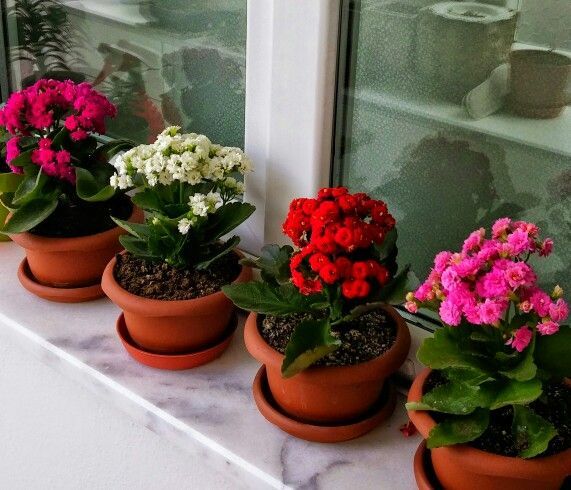Florist Kalanchoe