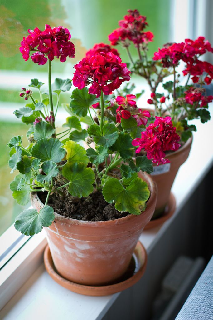 Geranium