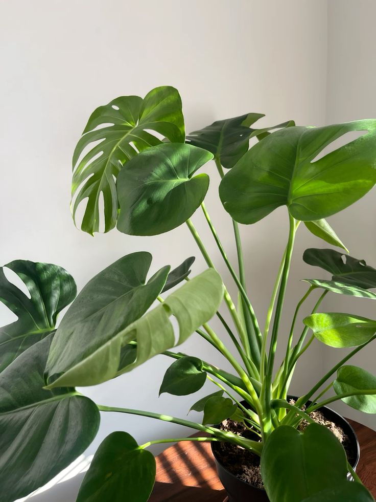 Monstera Deliciosa