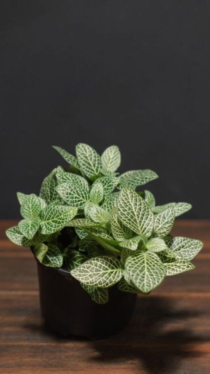 Mosaic Plant