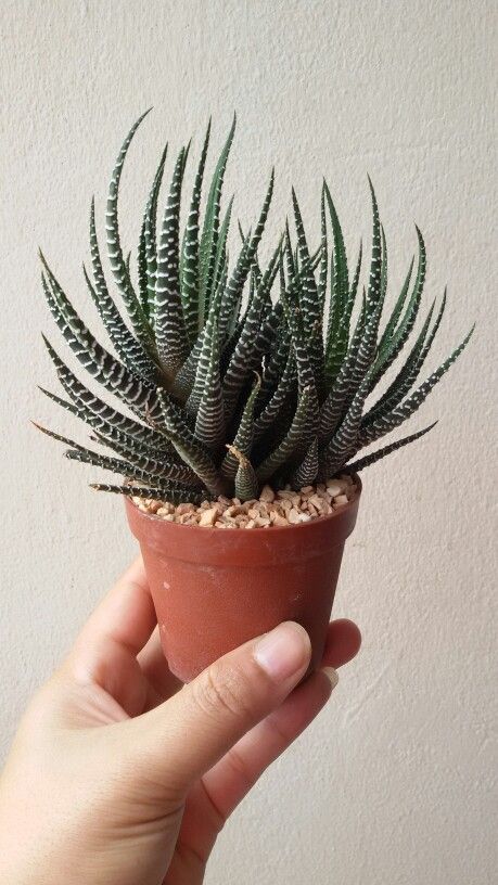 Royal Haworthia