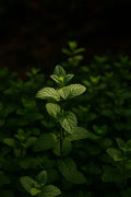 Mint